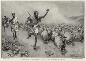 Campaña en Somalilandia, nativos trayendo suministros